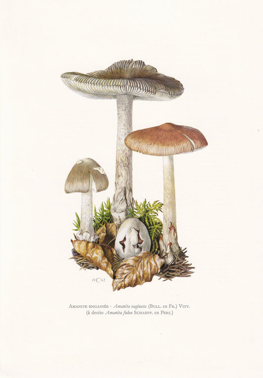 1960s GRISETTE MUSHROOM Print - Mushroom Wall Art - Cottagecore - Amanita vaginata - Mushroom Decor - 7.5 x 10.6 Inches