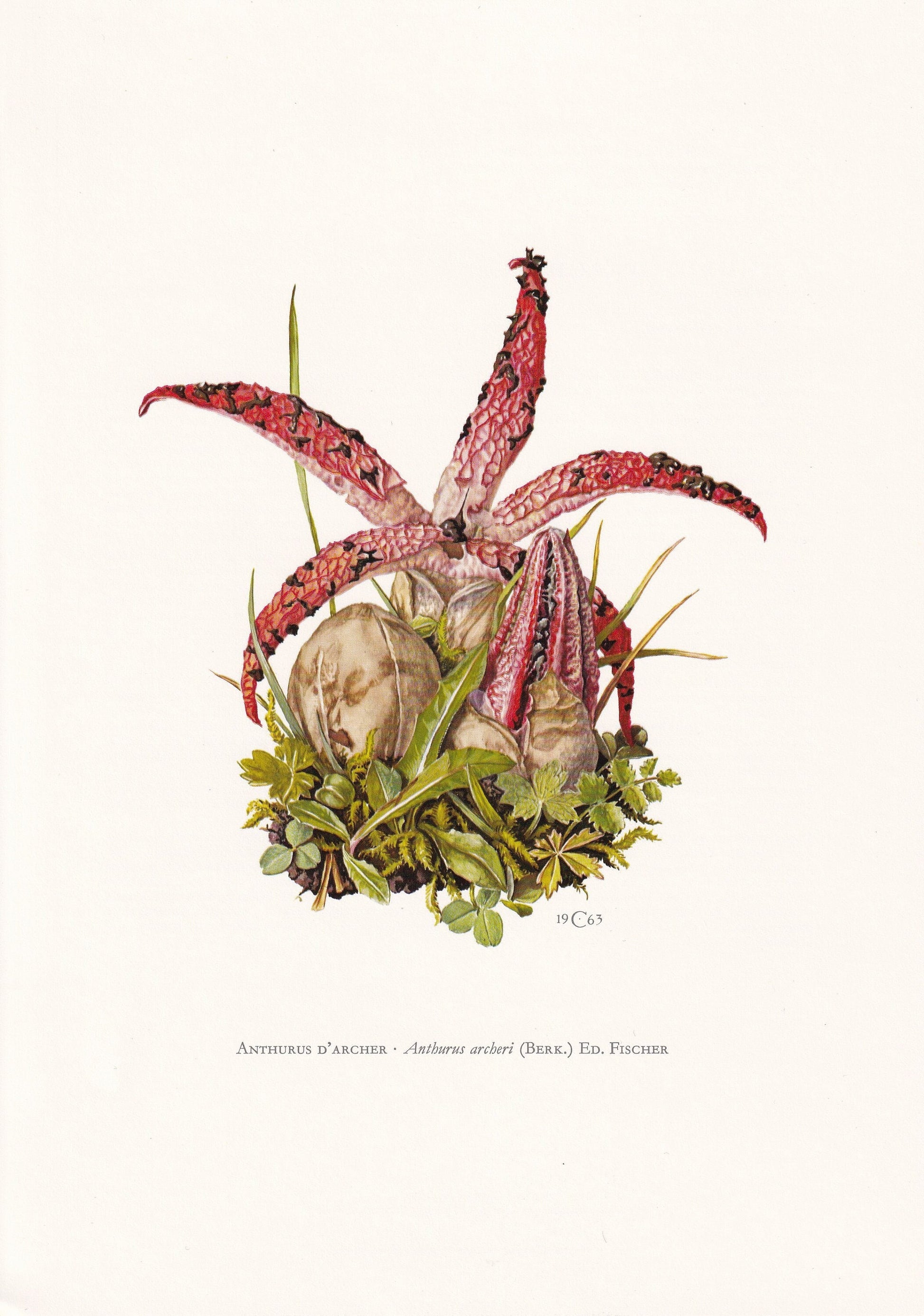 1960s DEVIL'S-FINGERS MUSHROOM Print - Mushroom Wall Art - Cottagecore - Clathrus archeri - Mushroom Decor - 7.5 x 10.6 Inches