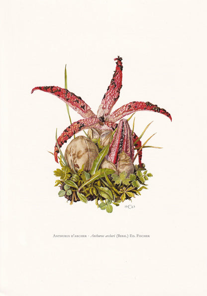 1960s DEVIL'S-FINGERS MUSHROOM Print - Mushroom Wall Art - Cottagecore - Clathrus archeri - Mushroom Decor - 7.5 x 10.6 Inches