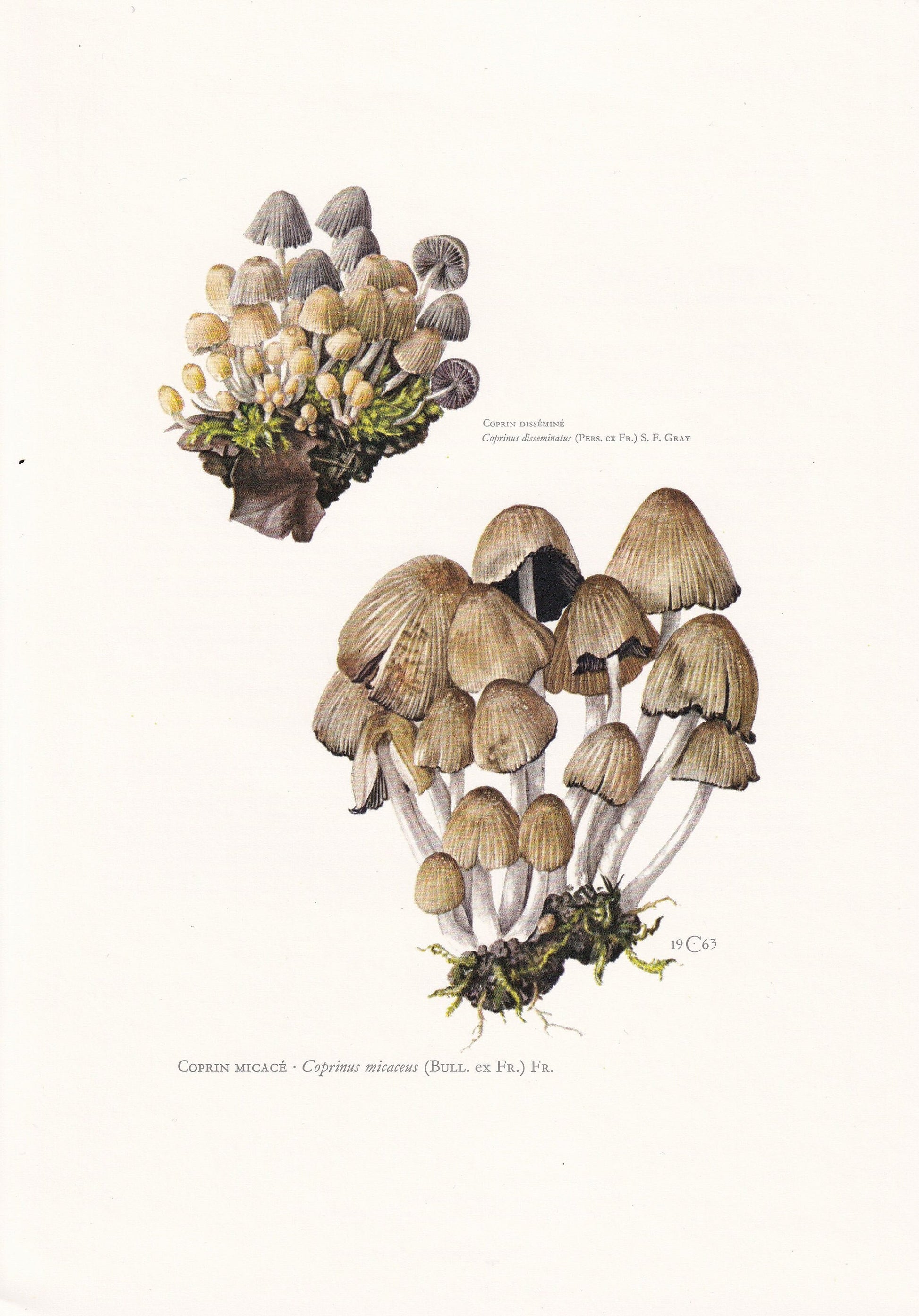 1960s GLISTENING INKCAP MUSHROOM Print - Mushroom Wall Art - Wall Art - Coprinus micaceus - Mushroom Decor - 7.5 x 10.6 Inches