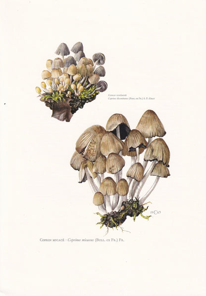 1960s GLISTENING INKCAP MUSHROOM Print - Mushroom Wall Art - Wall Art - Coprinus micaceus - Mushroom Decor - 7.5 x 10.6 Inches