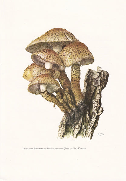 1960s SHAGGY SCALYCAP MUSHROOM Print - Mushroom Wall Art - Wall Art - Pholiota squarrosa - Mushroom Decor - 7.5 x 10.6 Inches