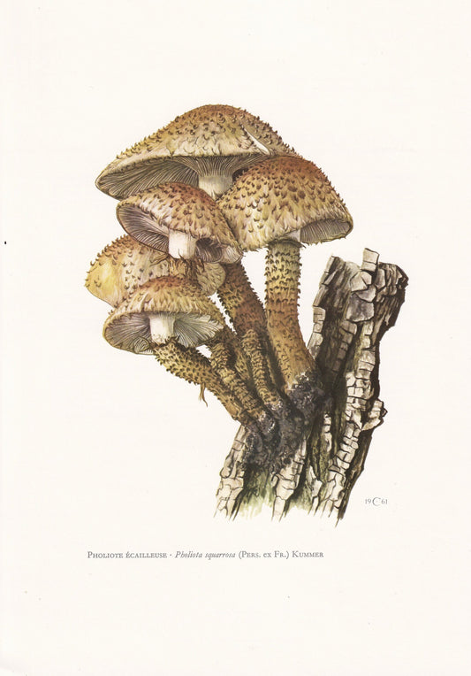 1960s SHAGGY SCALYCAP MUSHROOM Print - Mushroom Wall Art - Wall Art - Pholiota squarrosa - Mushroom Decor - 7.5 x 10.6 Inches