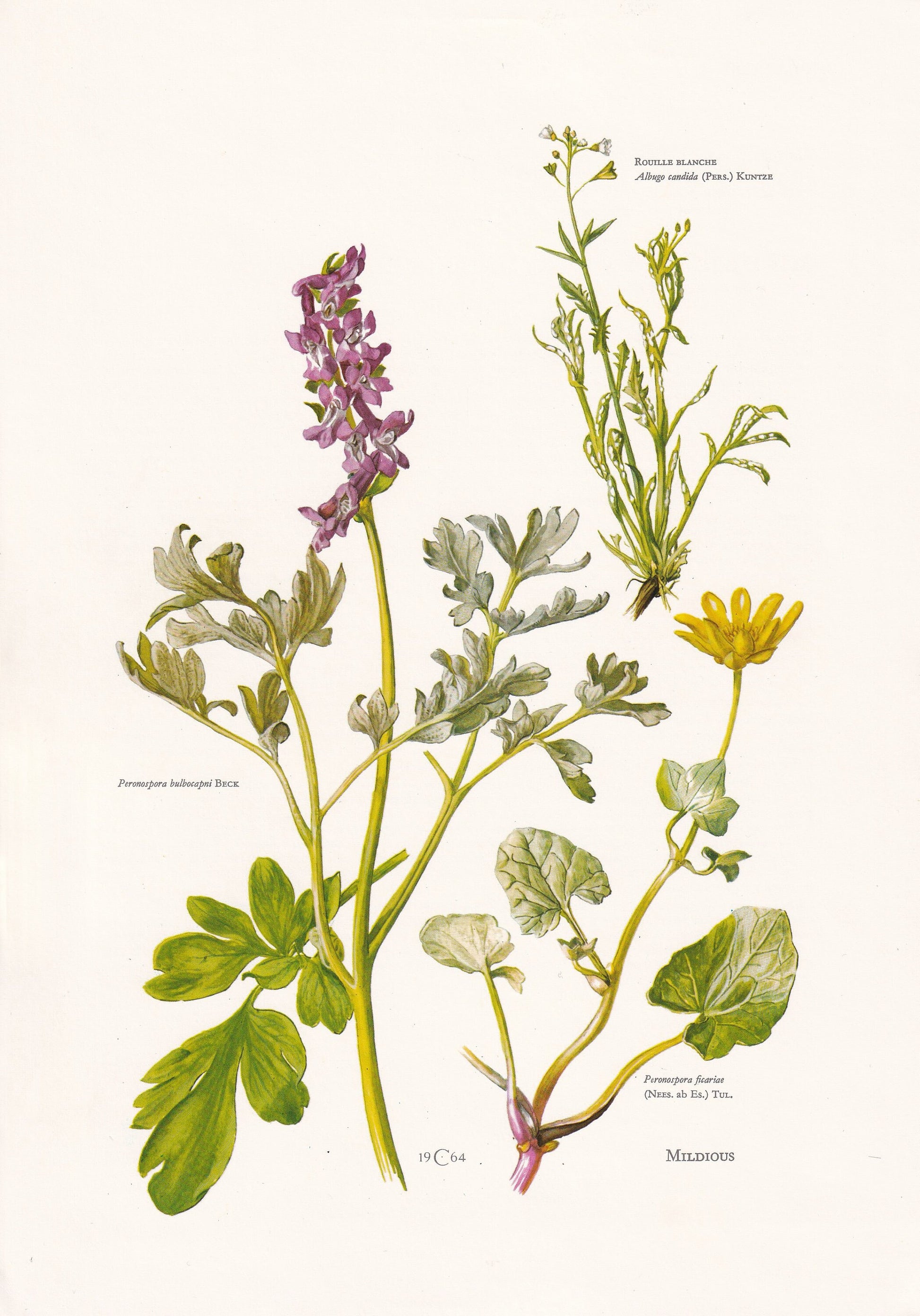 1960s PERONOSPORA SPORE MUSHROOM Print - Original Vintage Print - Mushroom Wall Art - Cottagecore - Mushroom Decor - 7.5 x 10.6 Inches