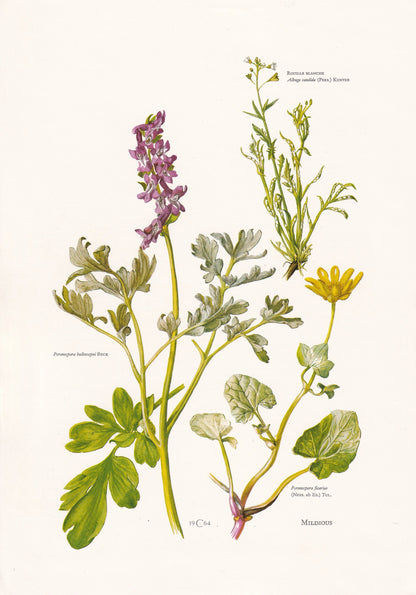 1960s PERONOSPORA SPORE MUSHROOM Print - Original Vintage Print - Mushroom Wall Art - Cottagecore - Mushroom Decor - 7.5 x 10.6 Inches