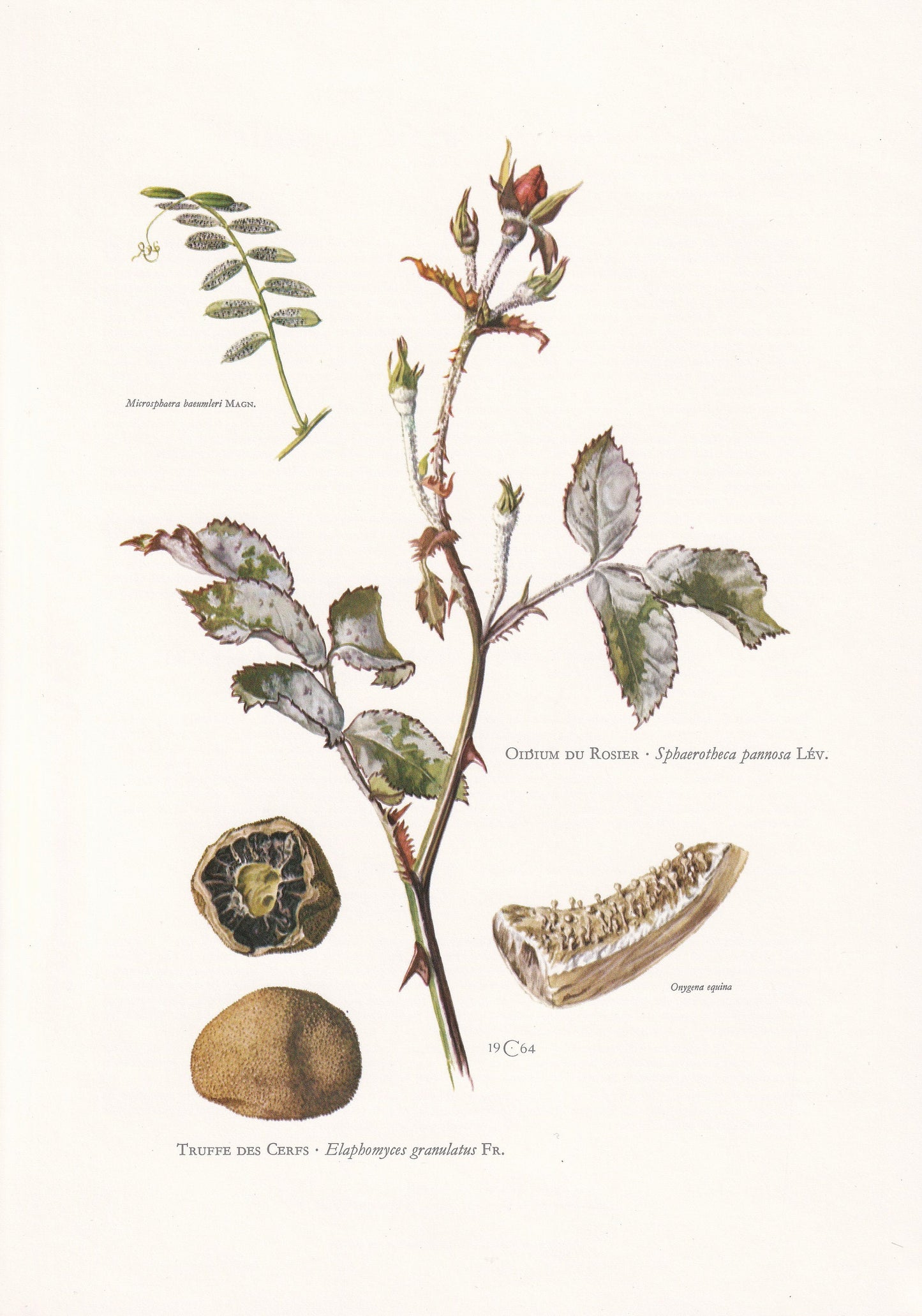 1960s DEER TRUFFLES MUSHROOM Print - Original Vintage Print - Mushroom Wall Art - Cottagecore - Mushroom Decor - 7.5 x 10.6 Inches