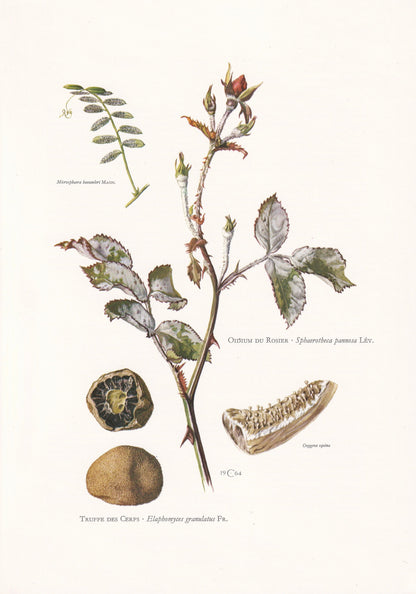 1960s DEER TRUFFLES MUSHROOM Print - Original Vintage Print - Mushroom Wall Art - Cottagecore - Mushroom Decor - 7.5 x 10.6 Inches