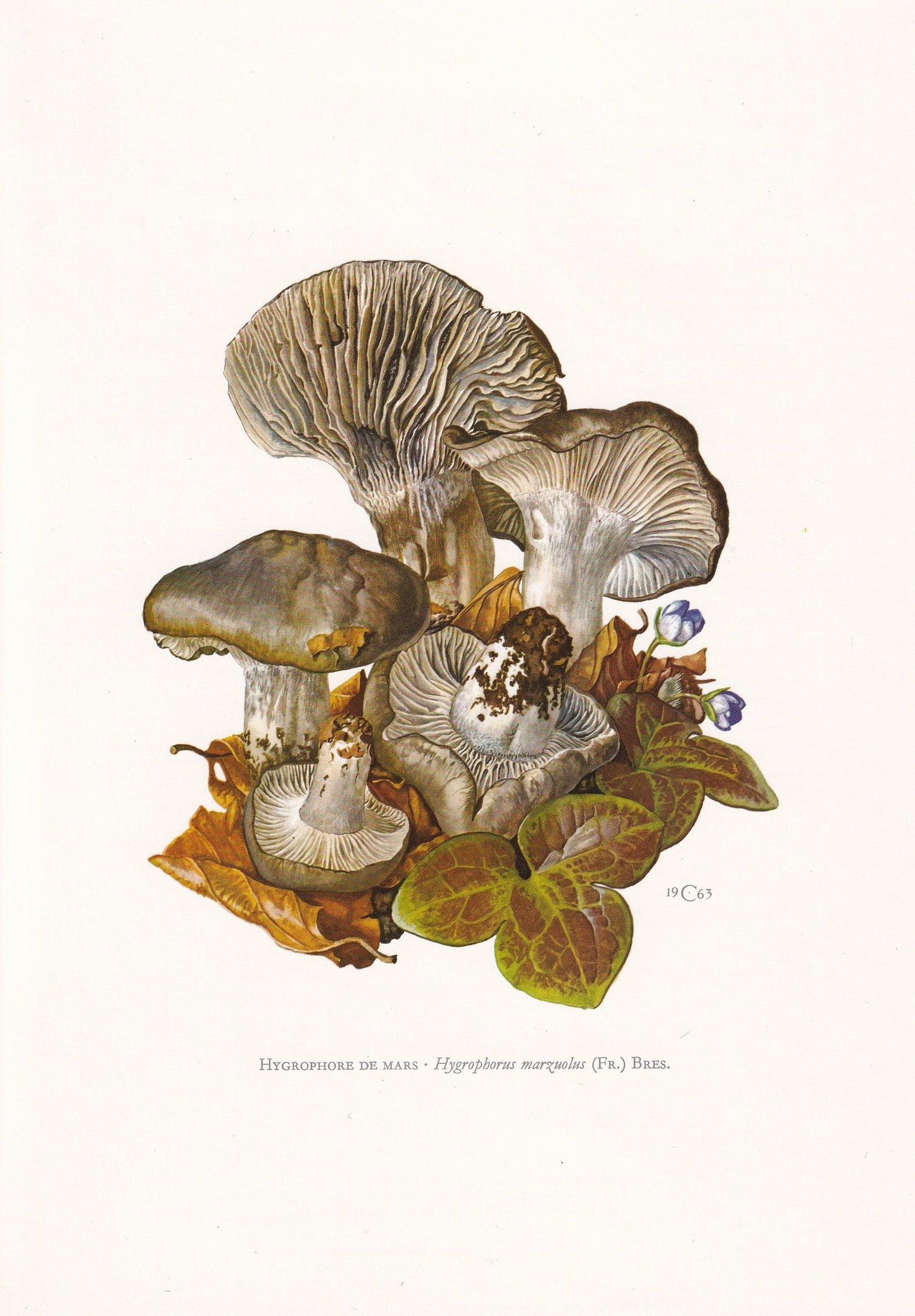 1960s MARCH MUSHROOM Print - Original Vintage Print - Mushroom Wall Art - Cottagecore - Mushroom Decor - 7.5 x 10.6 Inches