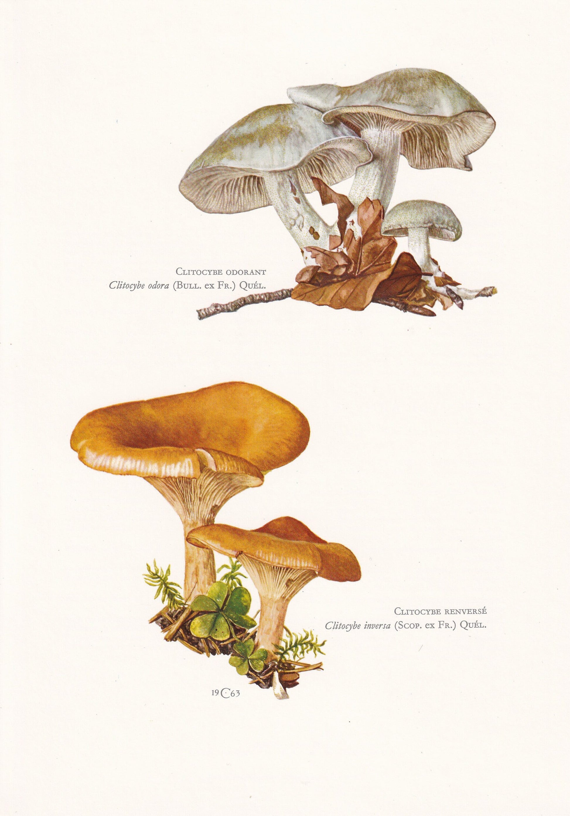 1960s ANISEED TOADSTOOL MUSHROOM Print - Original Vintage Print - Mushroom Wall Art - Cottagecore - Mushroom Decor - 7.5 x 10.6 Inches