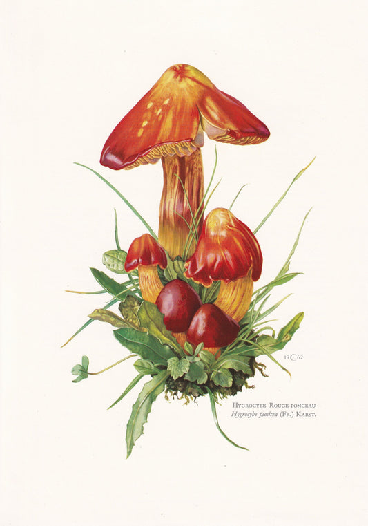 1960s CRIMSON WAXCAP MUSHROOM Print - Original Vintage Print - Mushroom Wall Art - Cottagecore - Mushroom Decor - 7.5 x 10.6 Inches