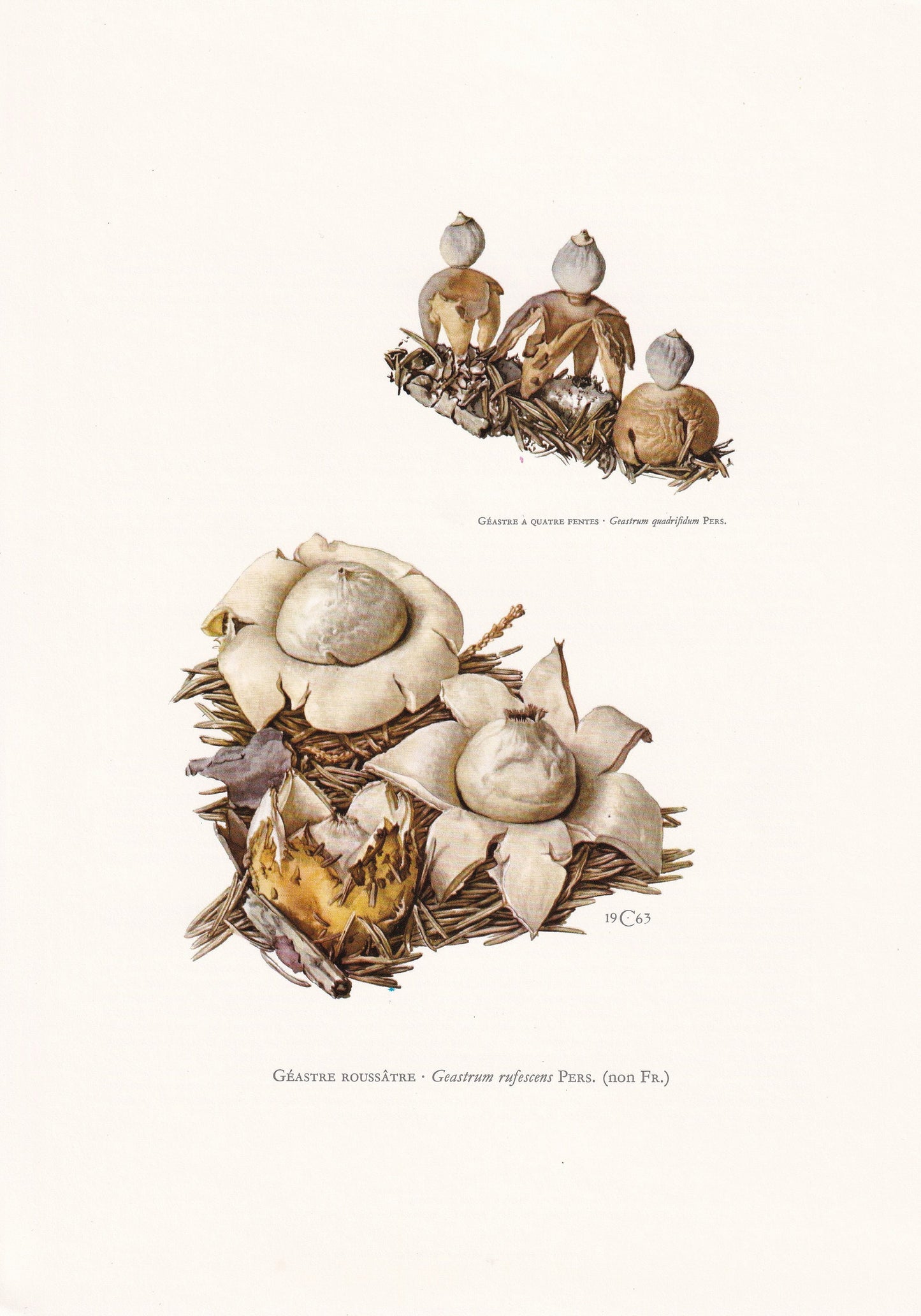 1960s ROSY EARTHSTAR MUSHROOM Print - Original Vintage Print - Mushroom Wall Art - Cottagecore - Mushroom Decor - 7.5 x 10.6 Inches