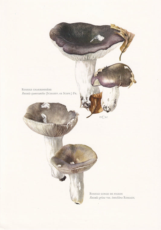 1960s RUSSULA MUSHROOM Print - Original Vintage Print - Mushroom Wall Art - Cottagecore - Mushroom Decor - 7.5 x 10.6 Inches