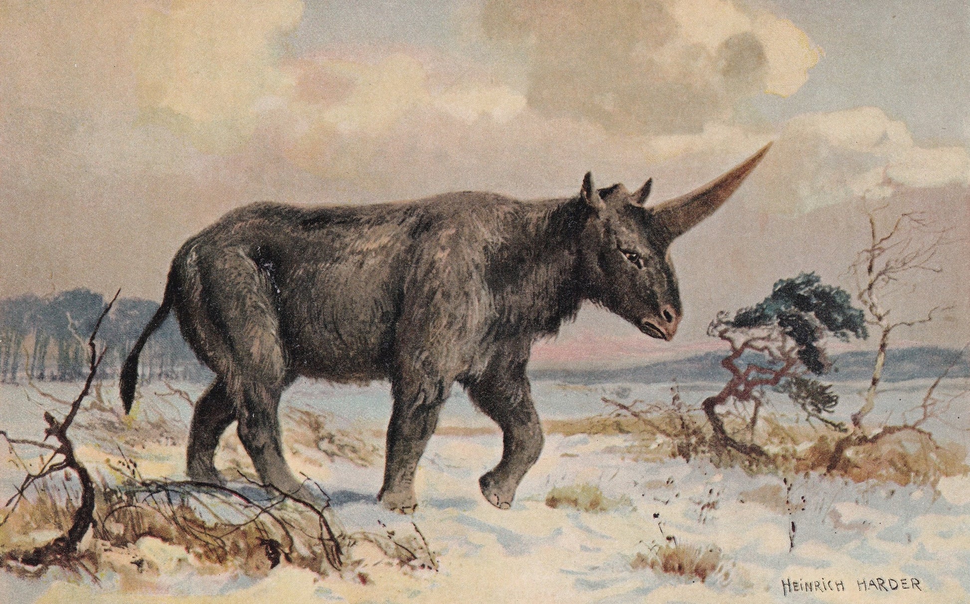 1902 SIBERIAN UNICORN Print - Antique Extinct Animal Print - Paleoart - Prehistoric Wall Art - 121 Years Old - 10.5 x 7.5 Inc