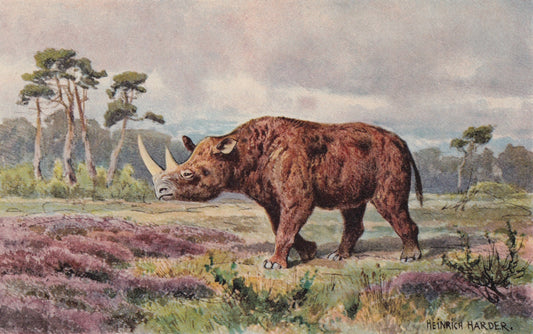 1902 WOOLY RHINOCEROS Print - Antique Extinct Animal Print - Paleoart - Prehistoric Wall Art - 121 Years Old - 10.5 x 7.5 Inc