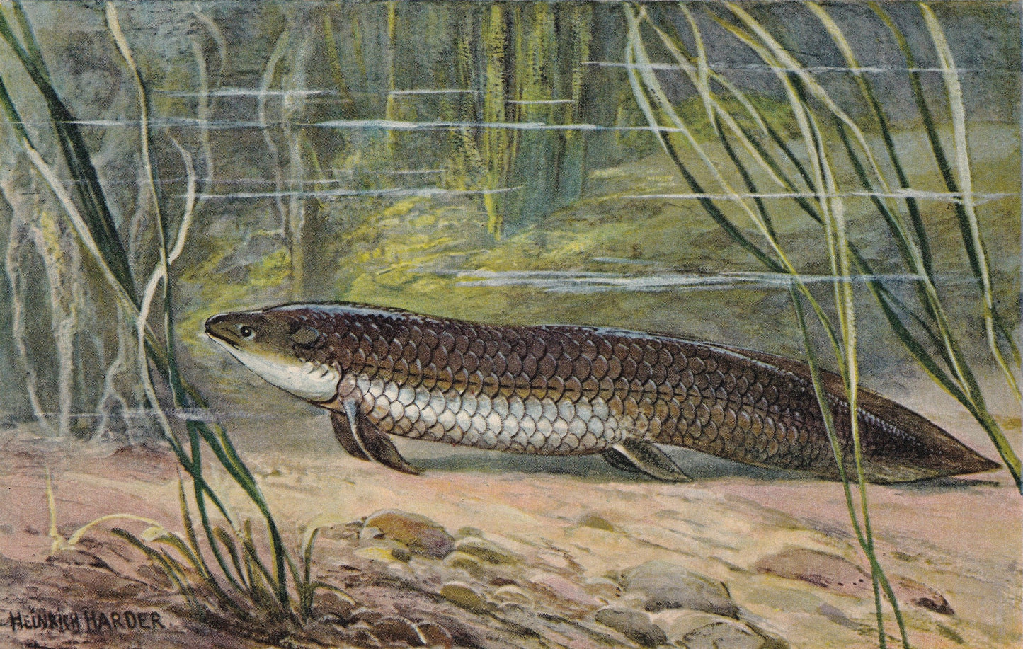 1902 LUNGFISH (CERATODUS) Print - Antique Extinct Animal Print - Paleoart - Prehistoric Wall Art - 121 Years Old - 10.5 x 7.5