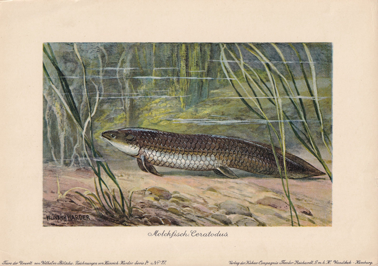 1902 LUNGFISH (CERATODUS) Print - Antique Extinct Animal Print - Paleoart - Prehistoric Wall Art - 121 Years Old - 10.5 x 7.5