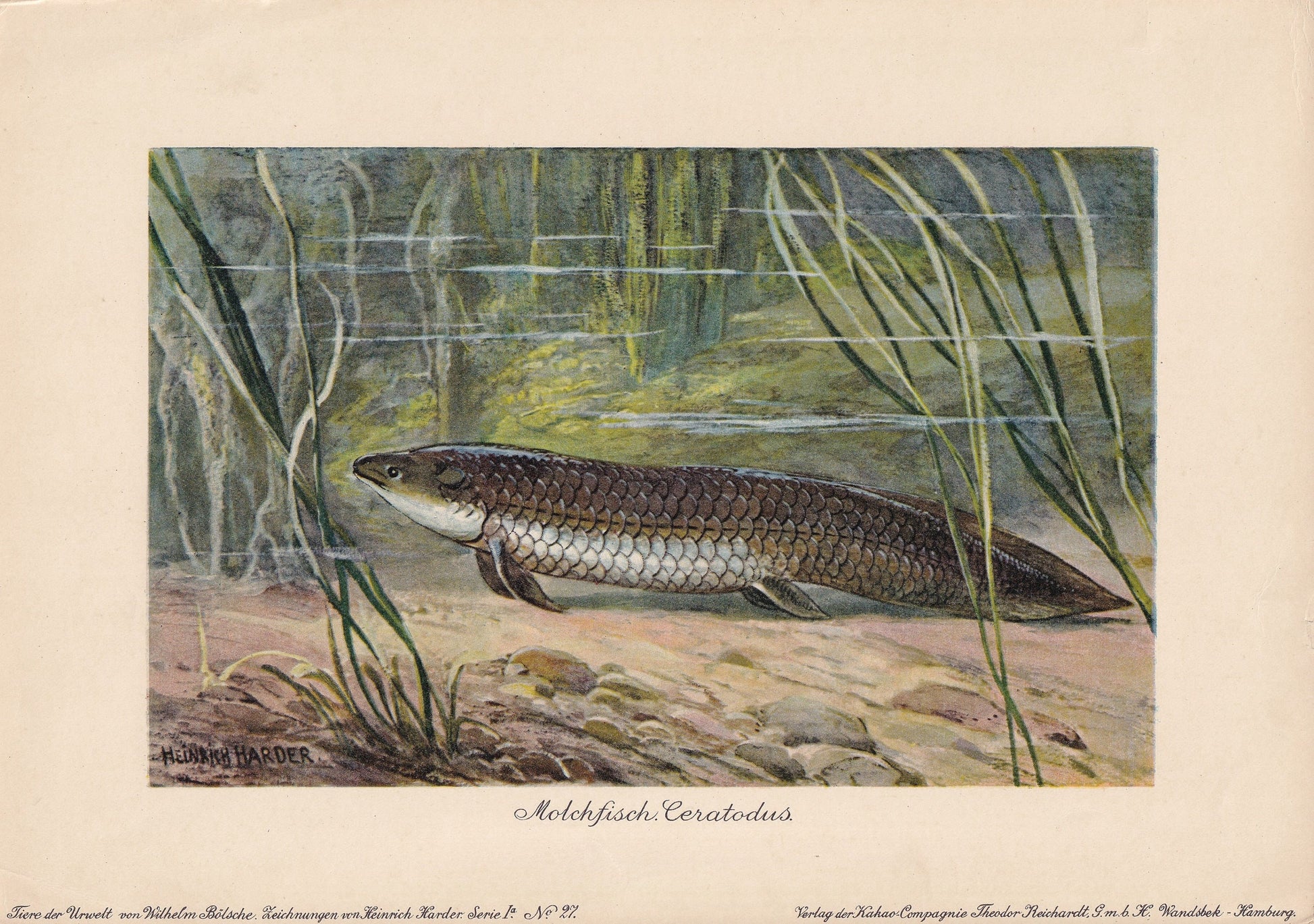1902 LUNGFISH (CERATODUS) Print - Antique Extinct Animal Print - Paleoart - Prehistoric Wall Art - 121 Years Old - 10.5 x 7.5
