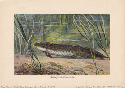 1902 LUNGFISH (CERATODUS) Print - Antique Extinct Animal Print - Paleoart - Prehistoric Wall Art - 121 Years Old - 10.5 x 7.5