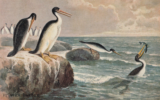 1902 HESPERORNIS Print - Antique Extinct Animal Print - Paleoart - Prehistoric Wall Art - 121 Years Old - 10.5 x 7.5 Inches