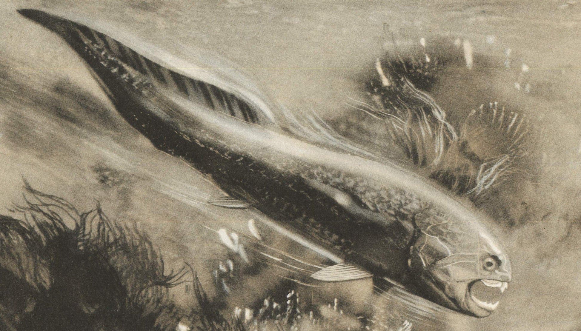 1960 DINICHTHYS Print - Prehistoric Animals Print - Paleoart - Paleontology Print - Dinosaur Print - 63 Years Old - 13.5 x 9.75 Inches