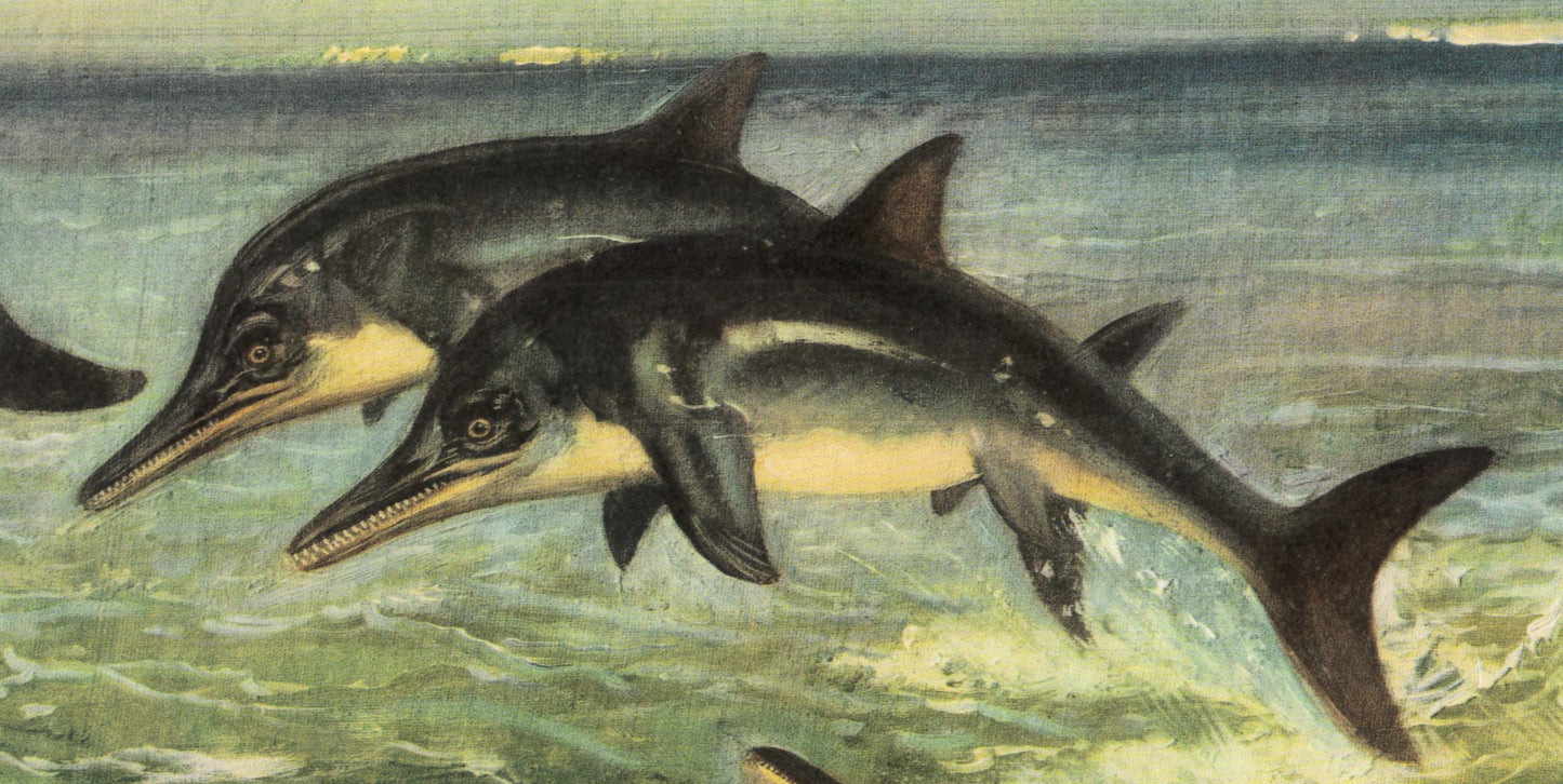 1960 ICHTHYOSAUR (STENOPTERYGIUS) Print - Prehistoric Animals Print - Paleoart - Dinosaur Decoration - 63 Years Old - 13.5 x 9.75 Inches