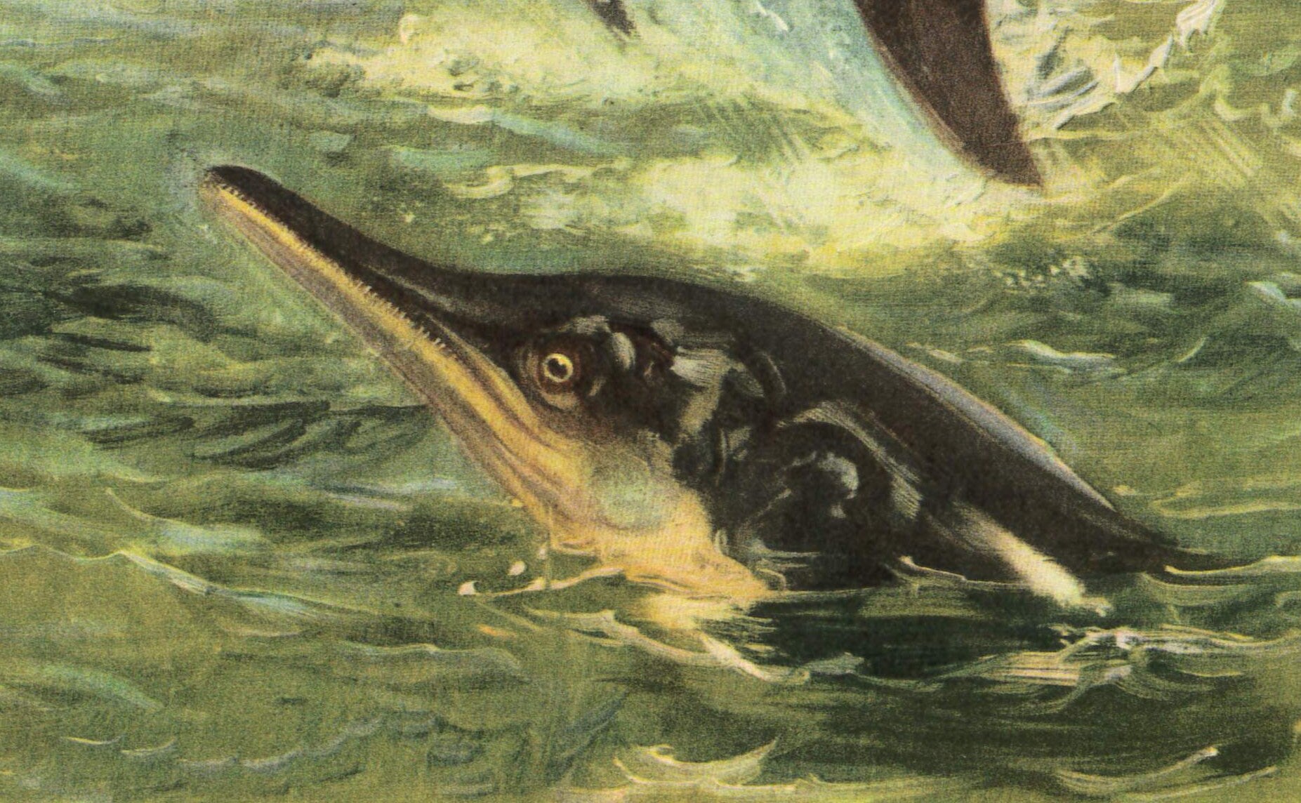 1960 ICHTHYOSAUR (STENOPTERYGIUS) Print - Prehistoric Animals Print - Paleoart - Dinosaur Decoration - 63 Years Old - 13.5 x 9.75 Inches