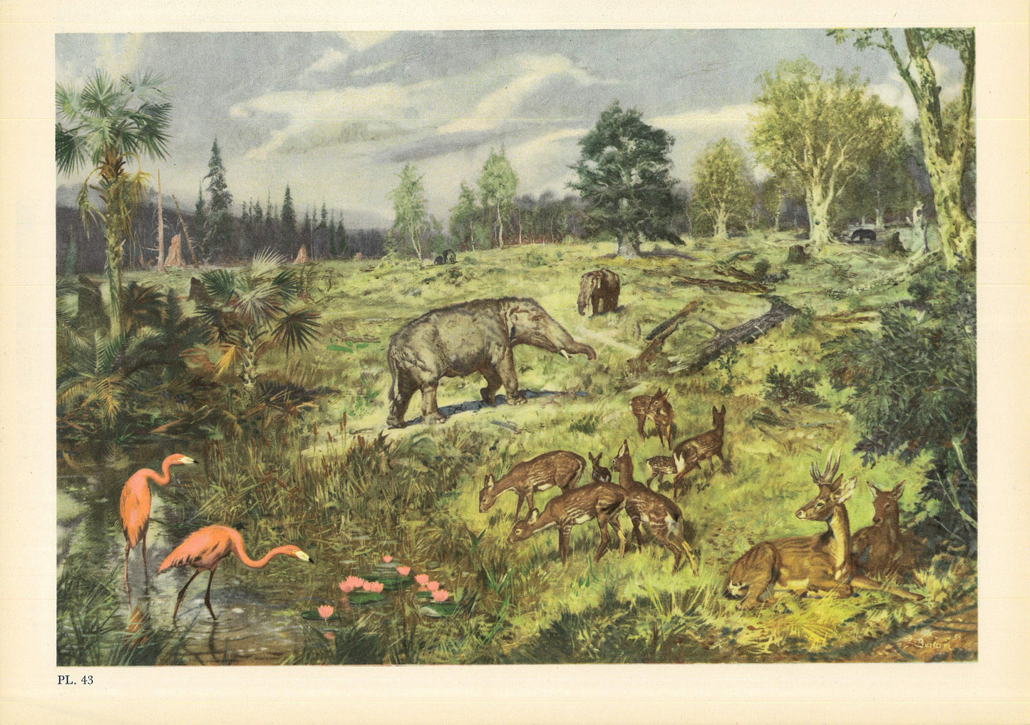 1960 MIOCENE EPOCH Print - Prehistoric Animals Print - Paleoart - Paleontology Print - 63 Years Old - 13.5 x 9.75 Inches