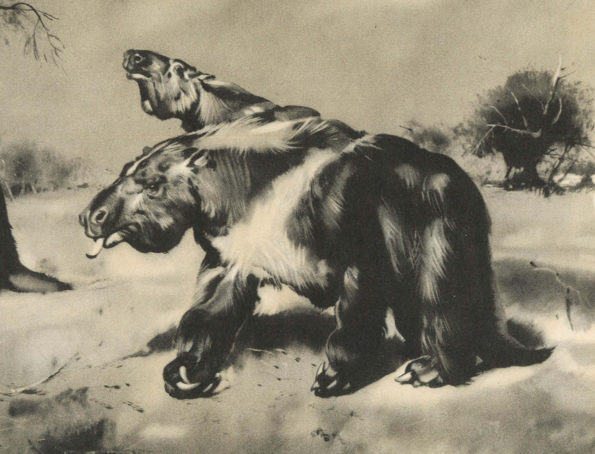 1960 GIANT SLOTH (MEGATHERIUM) Print - Prehistoric Animals Print - Paleoart - Cave Man Art - 63 Years Old - 13.5 x 9.75 Inches