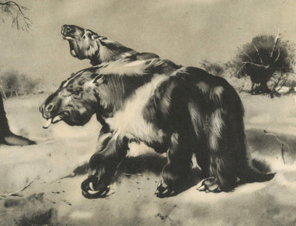 1960 GIANT SLOTH (MEGATHERIUM) Print - Prehistoric Animals Print - Paleoart - Cave Man Art - 63 Years Old - 13.5 x 9.75 Inches