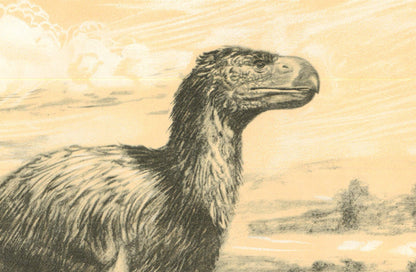 1960 GASTORNIS (DIATRYMA) Print - Prehistoric Animals Print - Paleoart - Paleontology Print - Bird - 63 Years Old - 13.5 x 9.