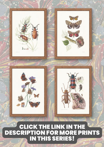 1960 HARVEST SPIDER Print - Vintage Insect Print - Insect Wall Art - Daddy Longlegs Print - Vintage Entomology Print - 7.5 x 10.6 Inches