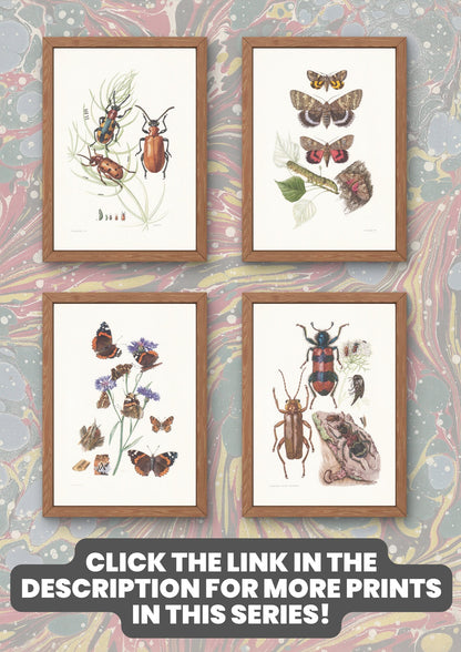 1960 HAWK MOTH Print - Vintage Insect Print - Bug Illustration - Insect Wall Art - Vintage Entomology Print - 7.5 x 10.6 Inches