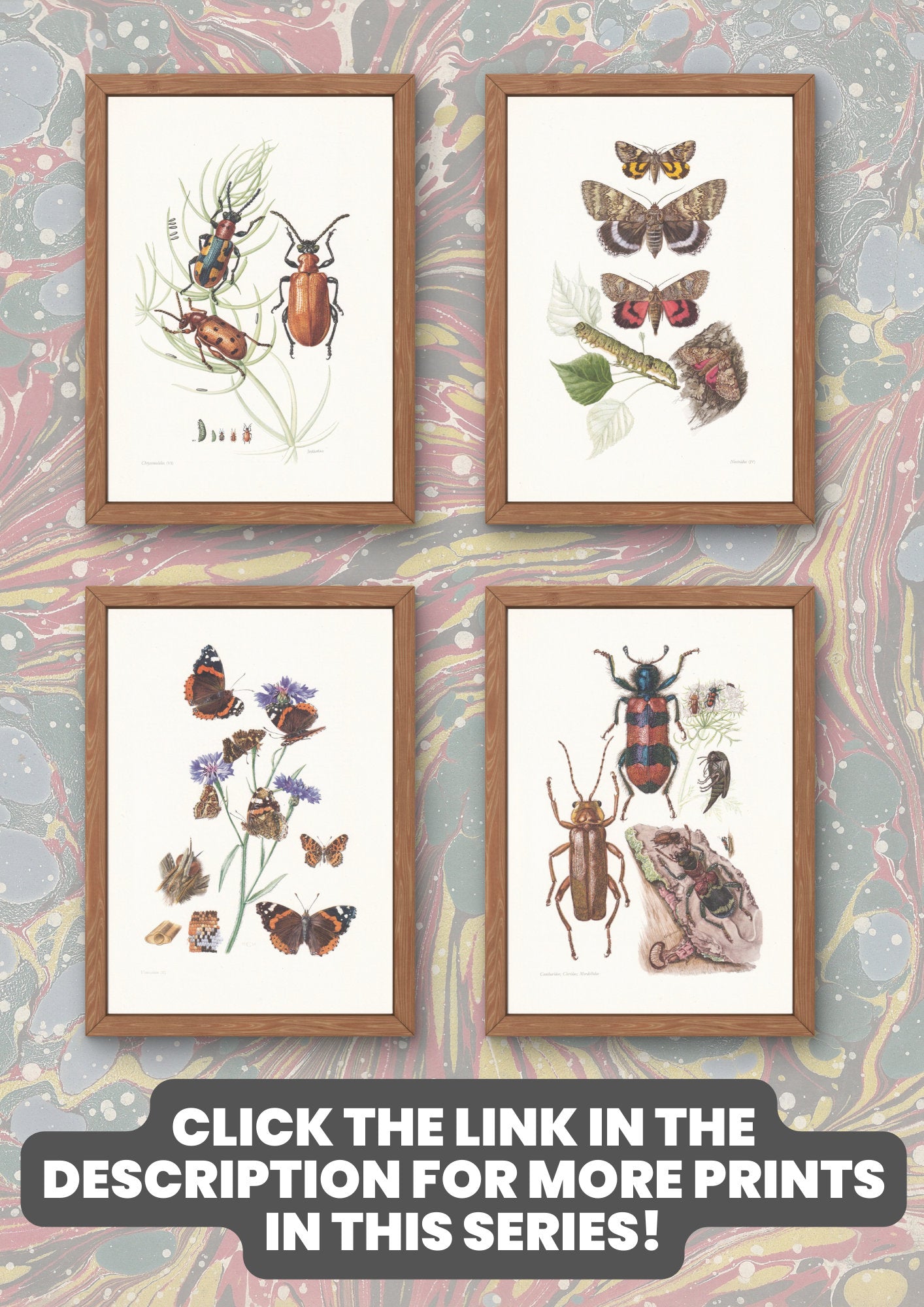 1960 CRANE FLY Print - Vintage Insect Print - Insect Wall Art - Vintage Entomology Print - 7.5 x 10.6 Inches