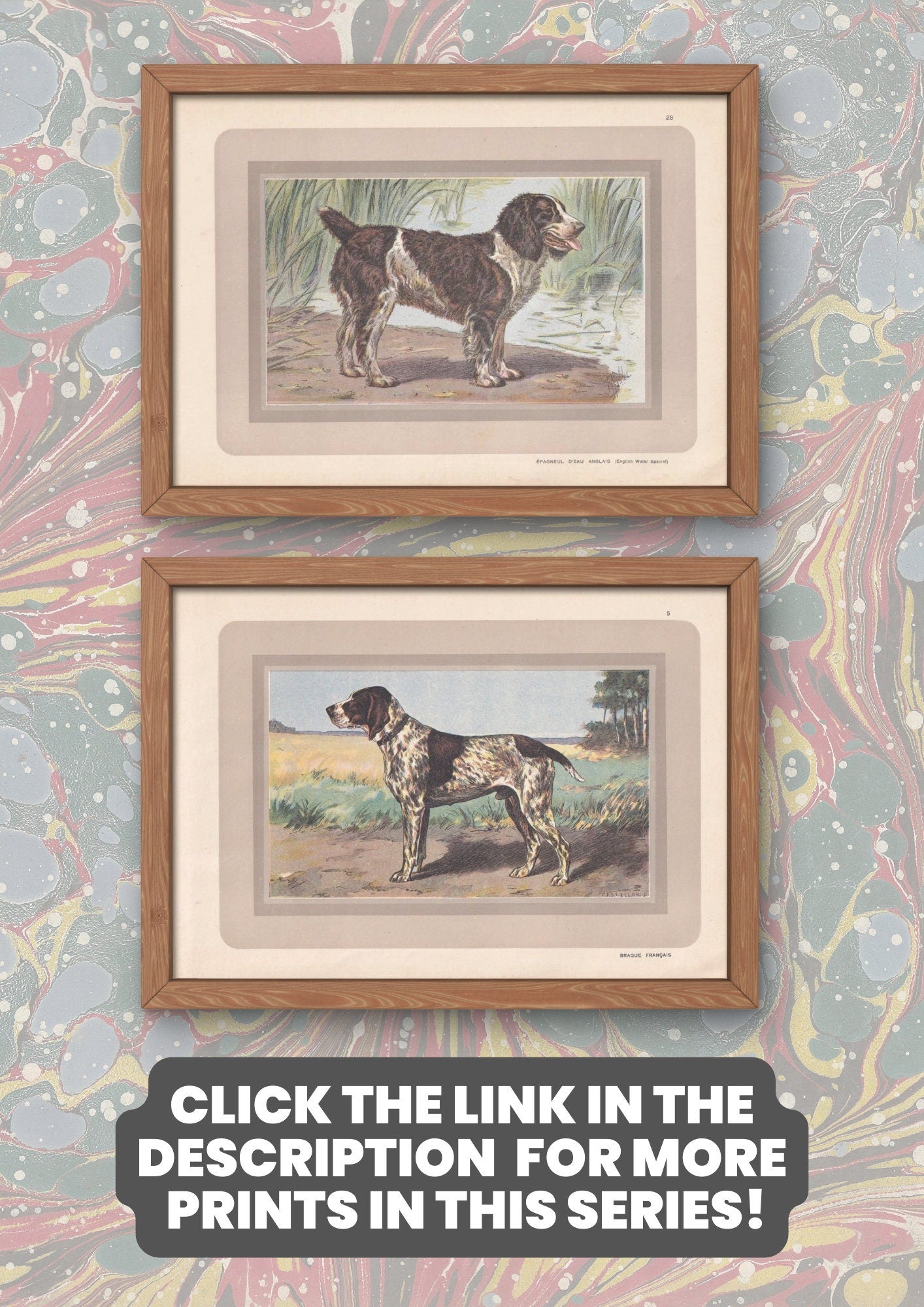 1931 BATARD ANGLO-SAINTONGEOIS Print - Original Antique Hunting Dog Print - Dog Wall Art - 92 Years Old - 11 x 7.75 Inches