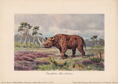 1902 WOOLY RHINOCEROS Print - Antique Extinct Animal Print - Paleoart - Prehistoric Wall Art - 121 Years Old - 10.5 x 7.5 Inc