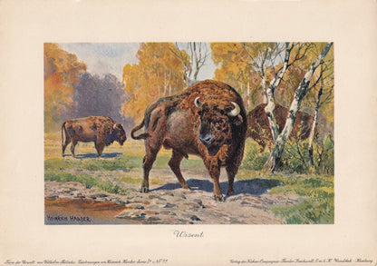 1902 WISENT Print - Antique Extinct Animal Print - Paleoart - Prehistoric Wall Art - 121 Years Old - 10.5 x 7.5 Inches