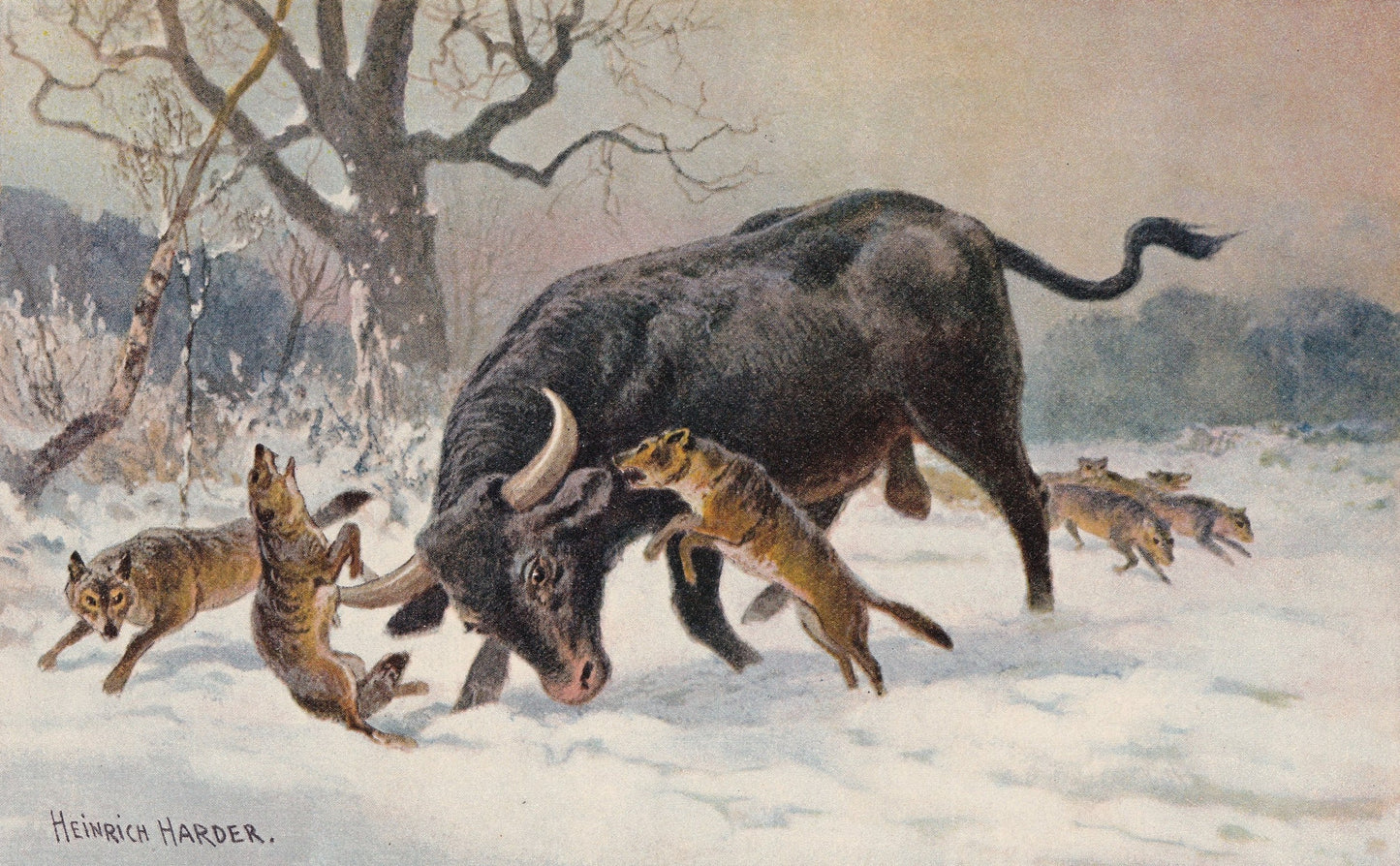 1902 AUROCHS Print - Antique Extinct Animal Print - Paleoart - Prehistoric Wall Art - 121 Years Old - 10.5 x 7.5 Inches