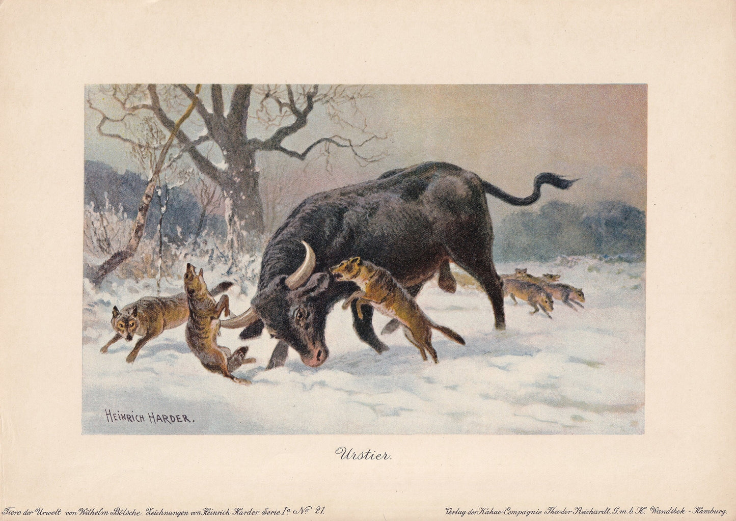 1902 AUROCHS Print - Antique Extinct Animal Print - Paleoart - Prehistoric Wall Art - 121 Years Old - 10.5 x 7.5 Inches