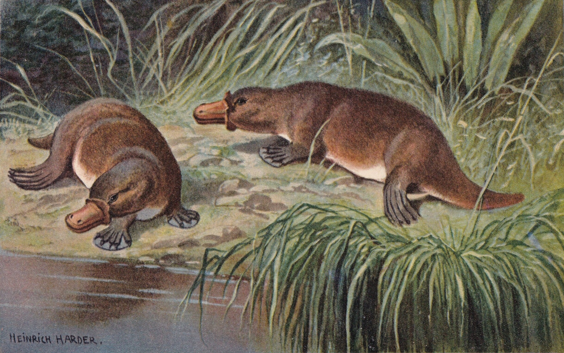 1902 PLATYPUS Print - Antique Animal Print - Platypus Wall Art - Australian Wall Art - 121 Years Old - 10.5 x 7.5 Inches