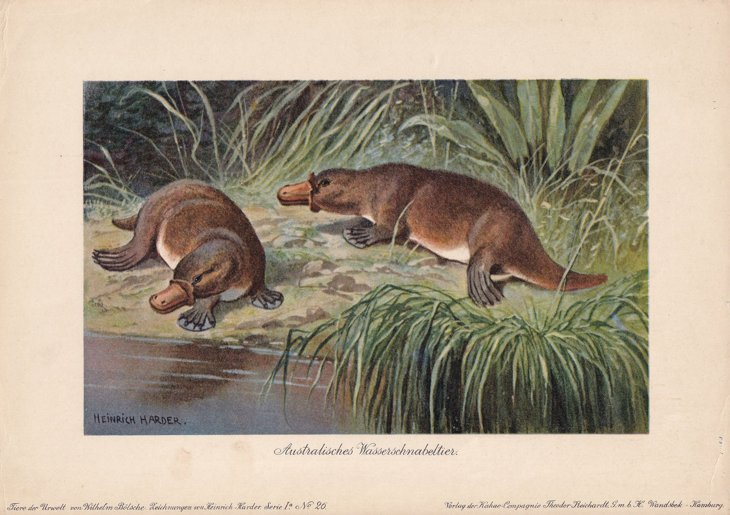 1902 PLATYPUS Print - Antique Animal Print - Platypus Wall Art - Australian Wall Art - 121 Years Old - 10.5 x 7.5 Inches