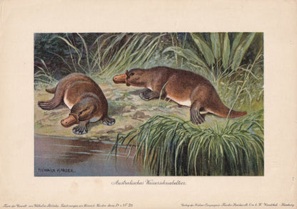 1902 PLATYPUS Print - Antique Animal Print - Platypus Wall Art - Australian Wall Art - 121 Years Old - 10.5 x 7.5 Inches