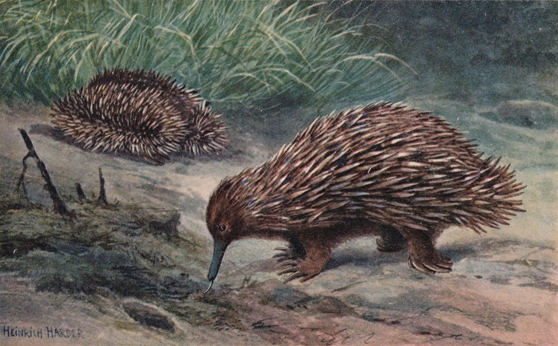 1902 ECHIDNA Print - Antique Animal Print - Echidna Wall Art - Australian Wall Art - 121 Years Old - 10.5 x 7.5 Inches