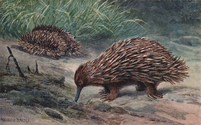 1902 ECHIDNA Print - Antique Animal Print - Echidna Wall Art - Australian Wall Art - 121 Years Old - 10.5 x 7.5 Inches
