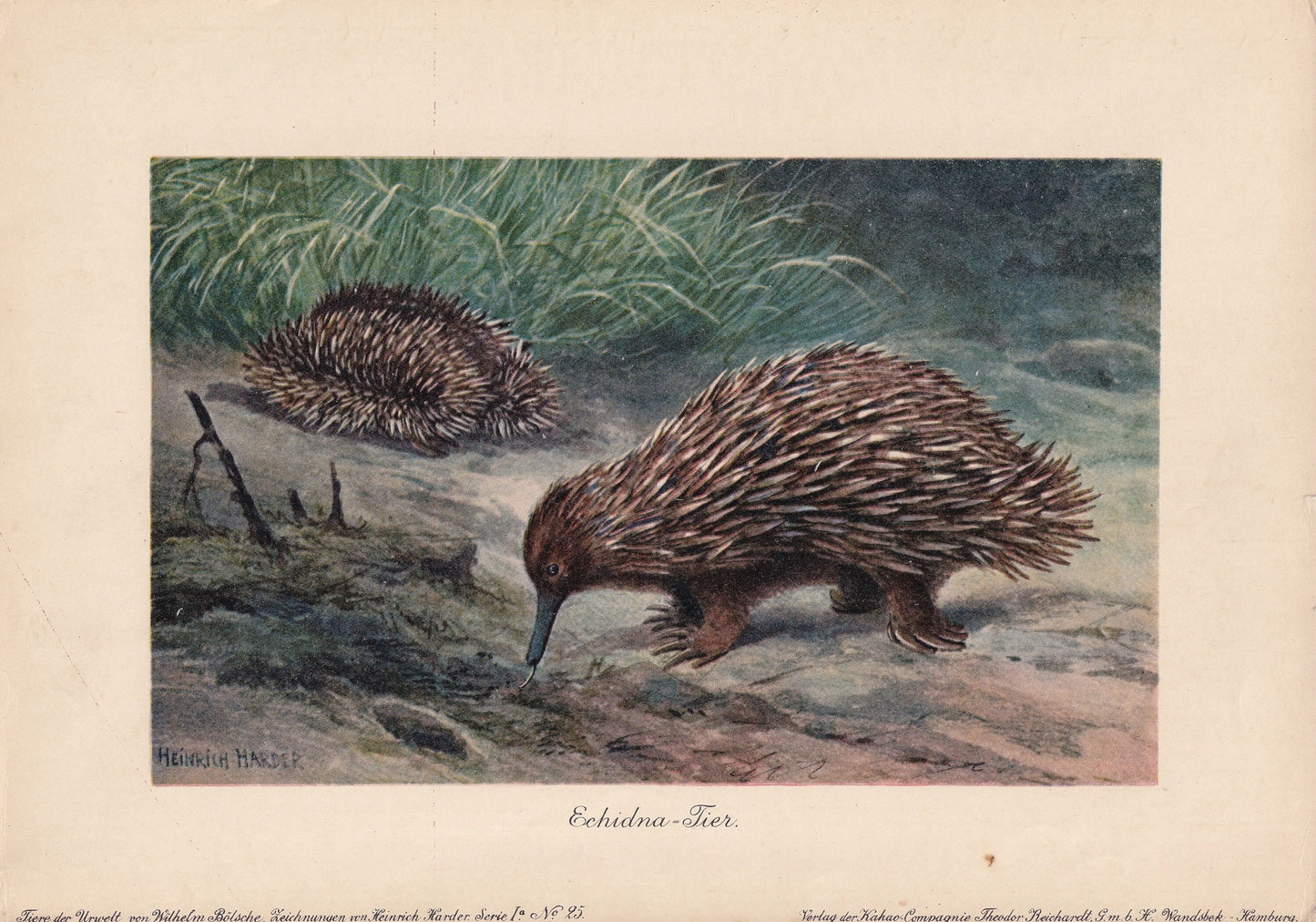 1902 ECHIDNA Print - Antique Animal Print - Echidna Wall Art - Australian Wall Art - 121 Years Old - 10.5 x 7.5 Inches