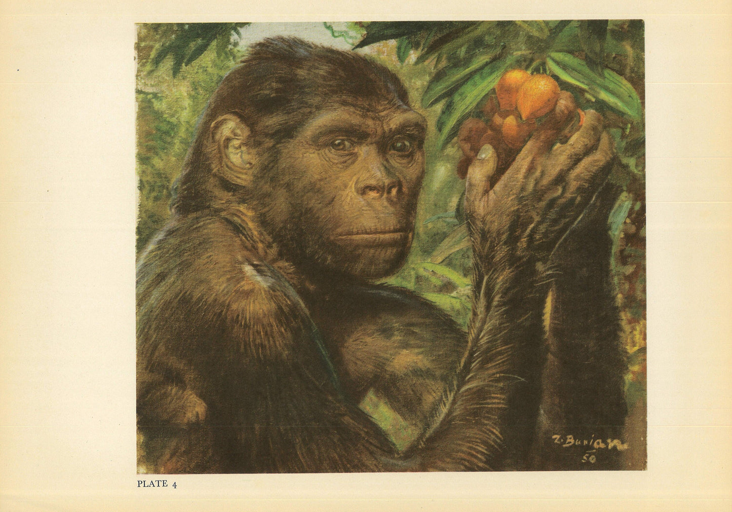 1960 JAVA MAN (Homo erectus) Print - Prehistoric Man Print - Paleoart - Human Evolution Print - Neanderthal Art - 13.5 x 9.75 Inches