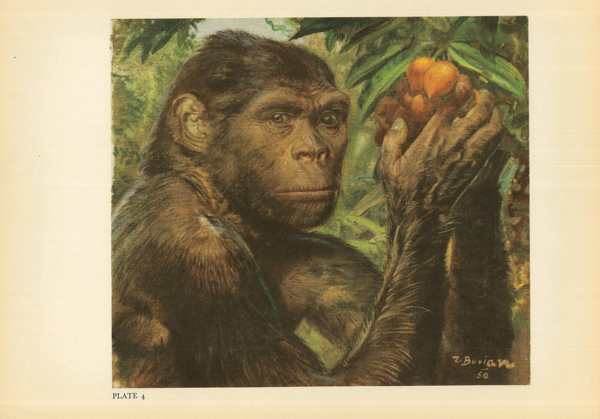 1960 JAVA MAN (Homo erectus) Print - Prehistoric Man Print - Paleoart - Human Evolution Print - Neanderthal Art - 13.5 x 9.75 Inches