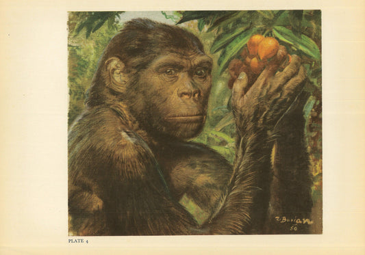 1960 JAVA MAN (Homo erectus) Print - Prehistoric Man Print - Paleoart - Human Evolution Print - Neanderthal Art - 13.5 x 9.75 Inches