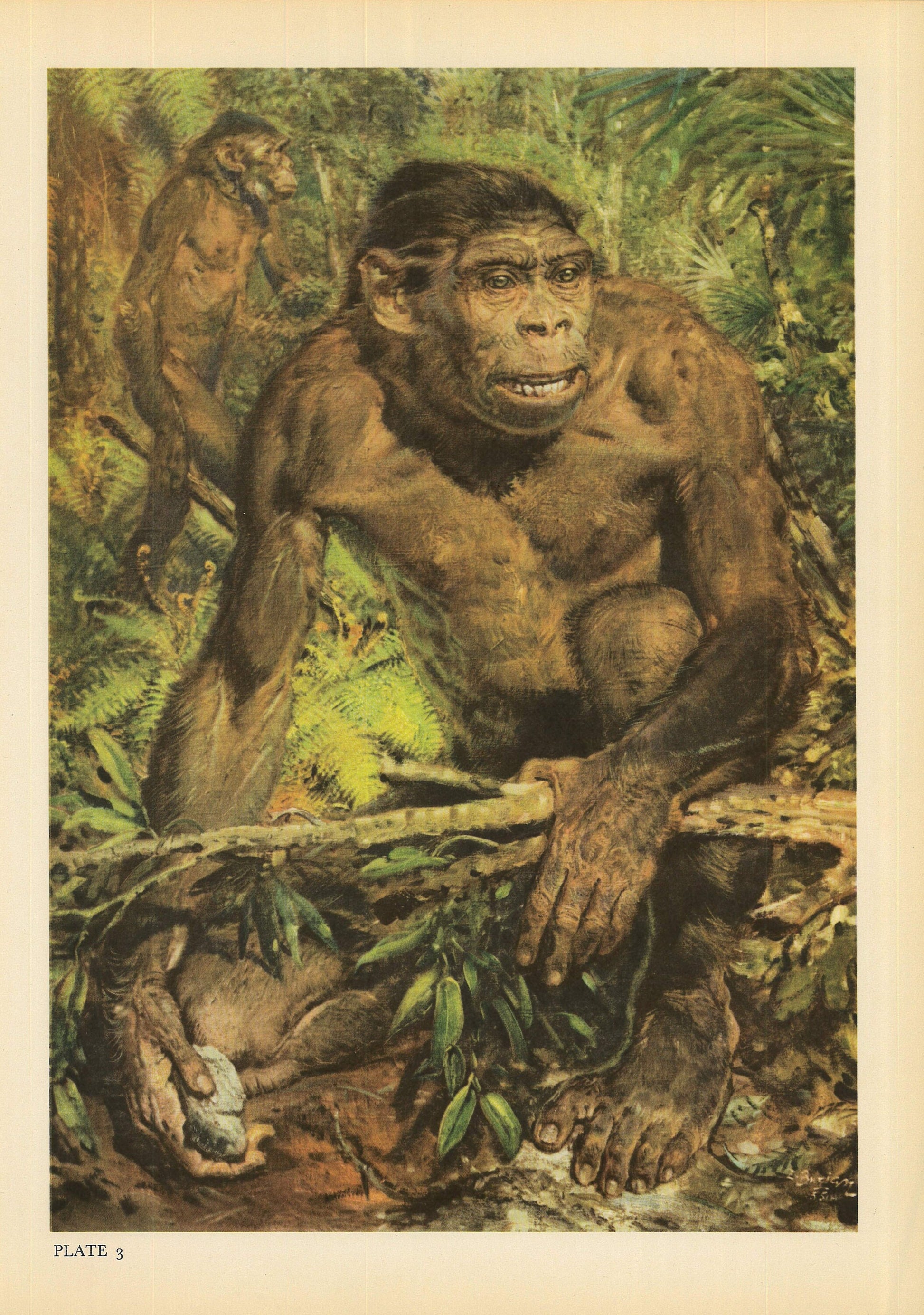 1960 HOMO ERECTUS Print - Prehistoric Man Print - Paleoart - Human Evolution Print - Neanderthal Art - 9.75 x 13.5 Inches