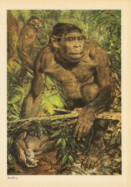1960 HOMO ERECTUS Print - Prehistoric Man Print - Paleoart - Human Evolution Print - Neanderthal Art - 9.75 x 13.5 Inches