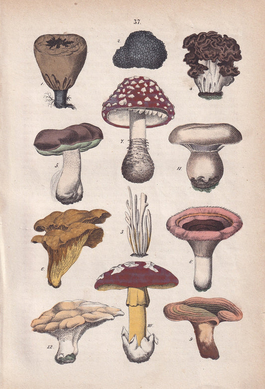 1871 MUSHROOM Print - Antique Mushroom Print - Mushroom Wall Art - Antique Cottagecore Print - Cottagecore Mushroom - 5.6 x 8.3 Inches